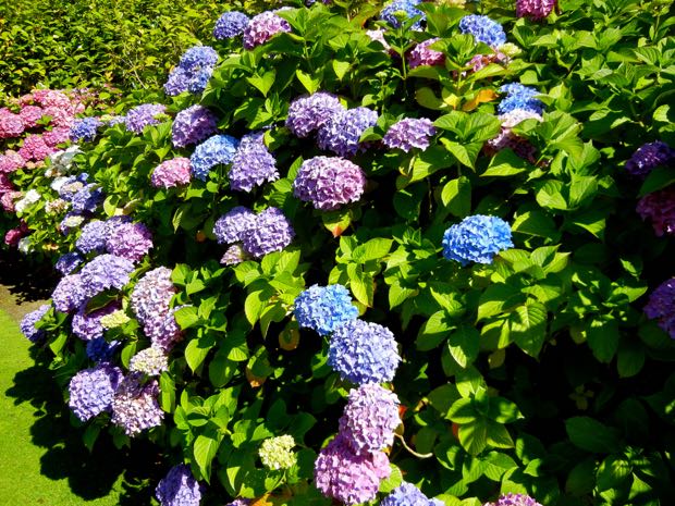 DSCN4531 | Online Flower Garden Powerscourt Gardens