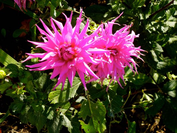 DSCN4532 | Online Flower Garden Powerscourt Gardens