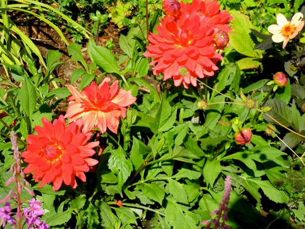 DSCN4534 | Online Flower Garden Powerscourt Gardens