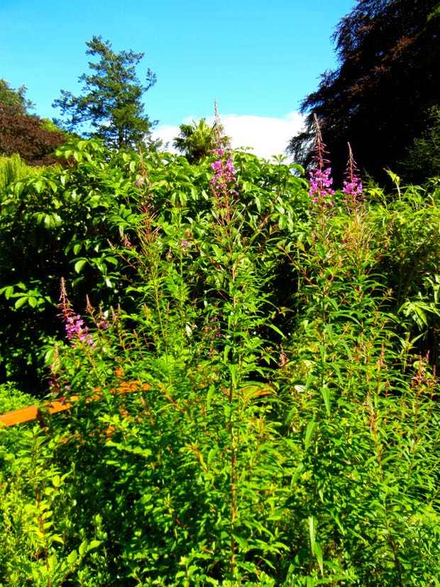 DSCN4544 | Online Flower Garden Powerscourt Gardens