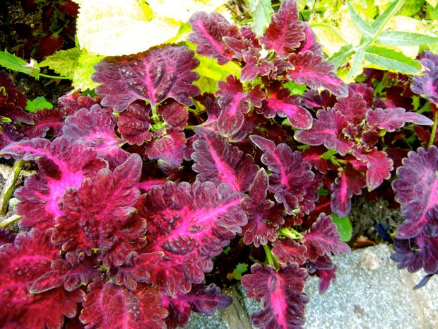 Coleus at St Lawrence Jewry Garden