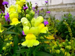 St Lawrence Jewry Garden - Snapdragon | Online Flower Garden