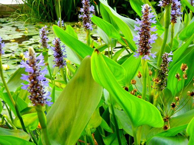 DSCN4685 | Online Flower Garden heart-leaved pickerel weed