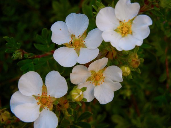 Rosaceae Dasiphora fruticosa 'Abbotswood'