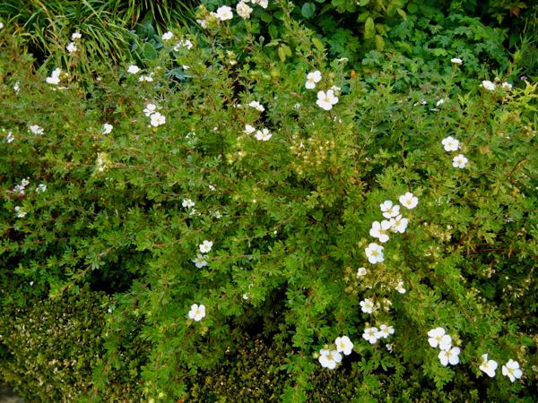 Dasiphora fruticosa  | Online Flower Garden'Abbotswood'
