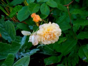 Rosa Lichfield Angel - Ausrelate