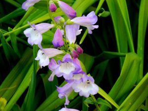 Penstemon Pensham Czar | Online Flower Garden