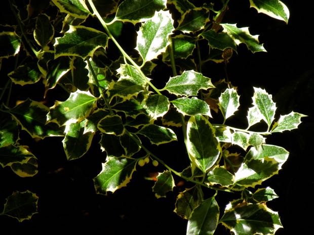 Ilex Aquifolium - Argentea Marginata, Silver-margined Holly