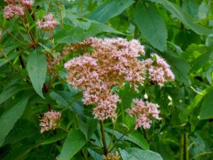 Eupatorium maculatum 'Atropurpureum'