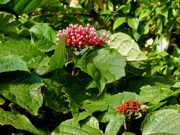 Clerodendrum bungei