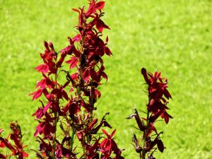 Lobelia 'Fan® Burgundy' | Online Flower Garden