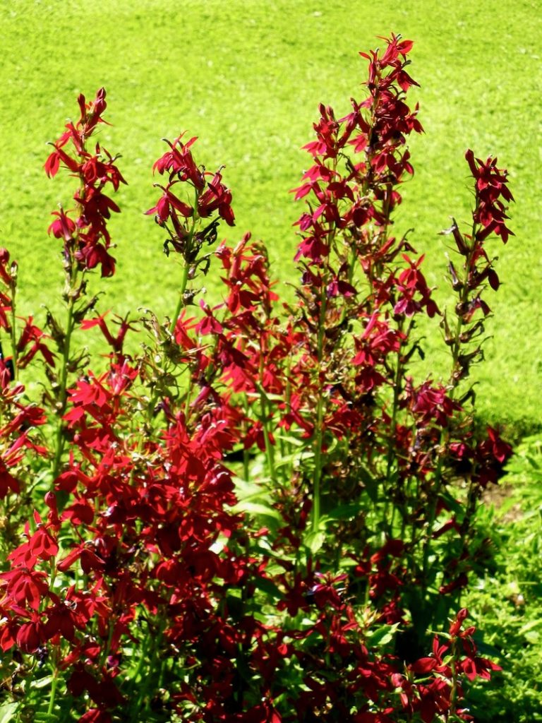 Lobelia 'Fan® Burgundy'