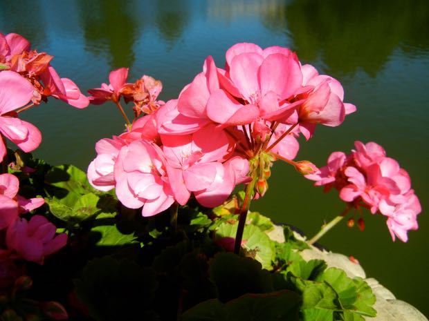 Pelargonium hortorum 'Big Eeze Pink'