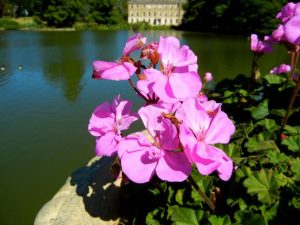 Pelargonium 'Moonlight Violino' | Online Flower Garden