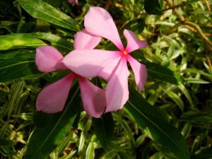 DSCN4845 | Online Flower Garden Catharanthus Roseus - Madagascar Periwinkle | Online Flower Garden
