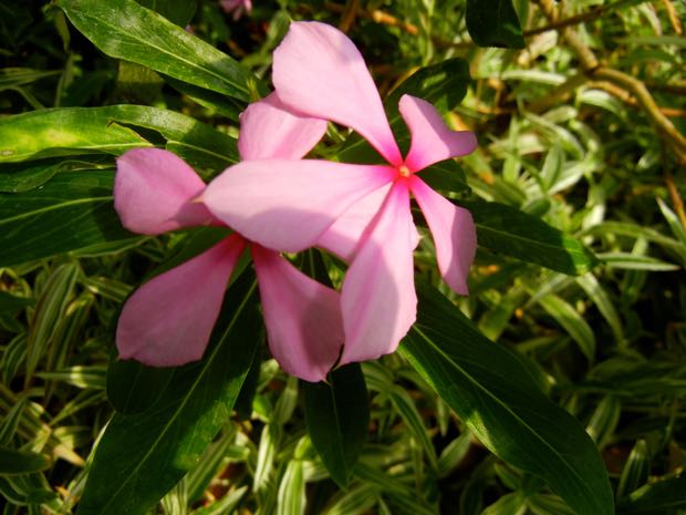 Apocynaceae Catharanthus Roseus - Madagascar Periwinkle