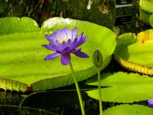 Nymphaea - Kew’s Stowaway Blues