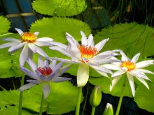 Nymphaea 'Kew's Kabuki' © onlineflowergarden.com | Online Flower Garden
