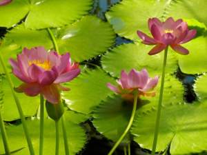 Nymphaea carpentariae 'Julia Leu'