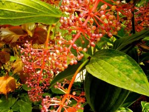 Medinilla speciosa | Online Flower Garden
