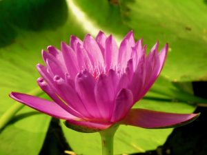 Nymphaea 'Mr. Martin E. Randig'
