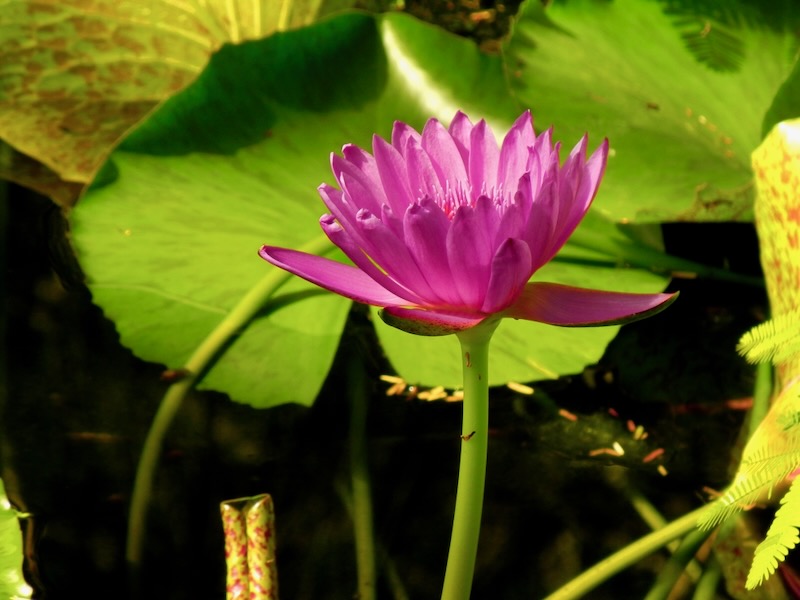 Nymphaea-Mr-Martin-E-Randig | Online Flower Garden Nymphaea 'Mr. Martin E. Randig'