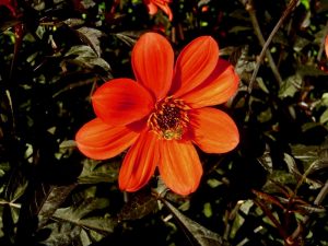 Dahlia 'Bishop of Oxford' | Online Flower Garden