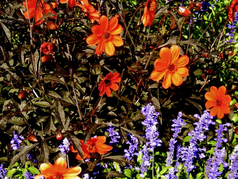 Dahlia 'Bishop of Oxford'