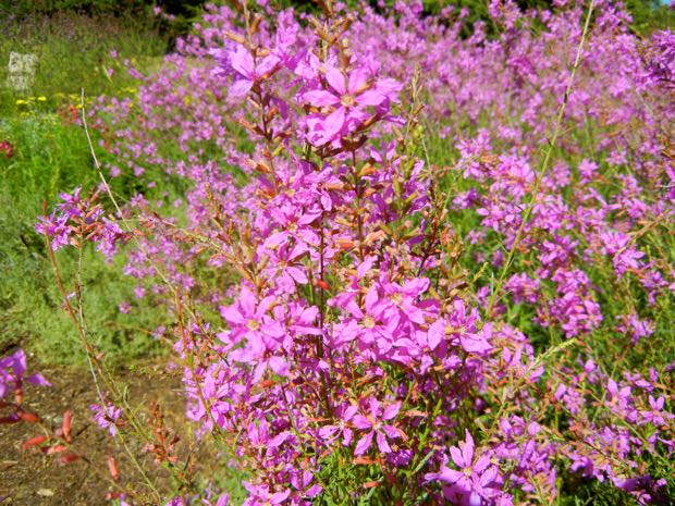 Lythrum virgatum 'Dropmore Purple'