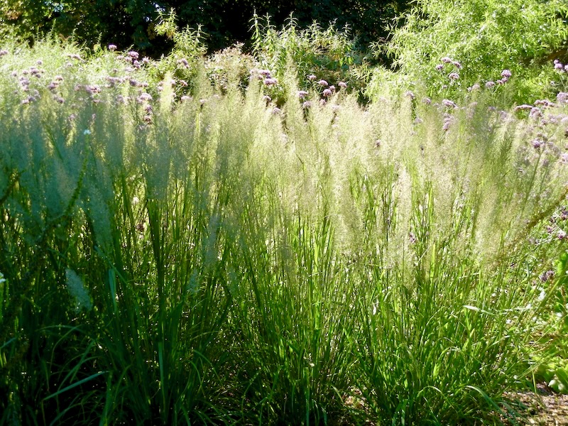 Calamagrostis brachytricha