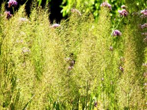 Calamagrostis brachytricha