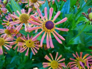 Helenium 'Loysder Wieck' | Online Flower Garden