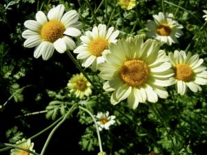 Anthemis 'Susanna Mitchell' | Online Flower Garden