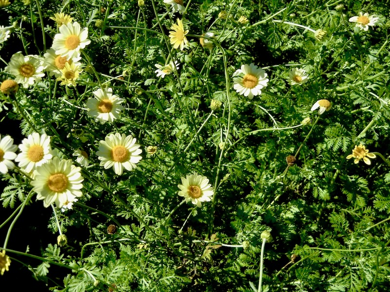 Anthemis 'Susanna Mitchell'