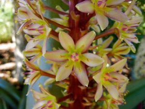 Eucomis Comosa, Sparkling Burgundy | Online Flower Garden