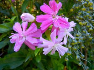 Saponaria5023 | Online Flower Garden Saponaria officinalis | Online Flower Garden