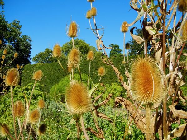 Dipsacus-fullonum-5030 | Online Flower Garden Dipsacus fullonum