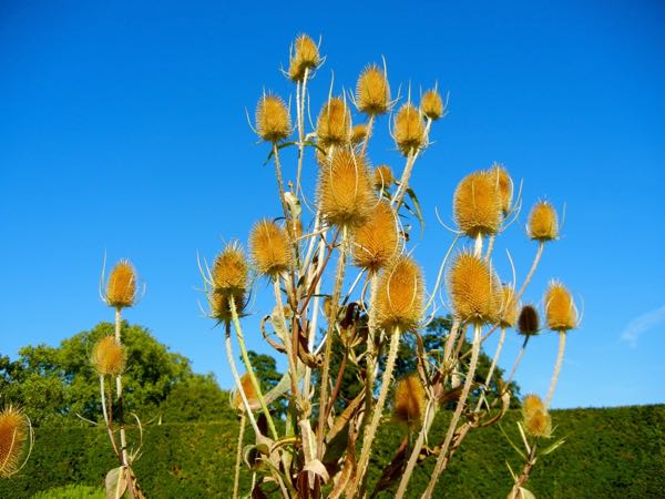 Dipsacus-fullonum-5031 | Online Flower Garden Dipsacus fullonum