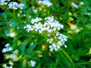 Achillea nobilis | Online Flower Garden