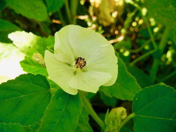 Althaea-officinalis-5040 | Online Flower Garden Althaea officinalis | Online Flower Garden