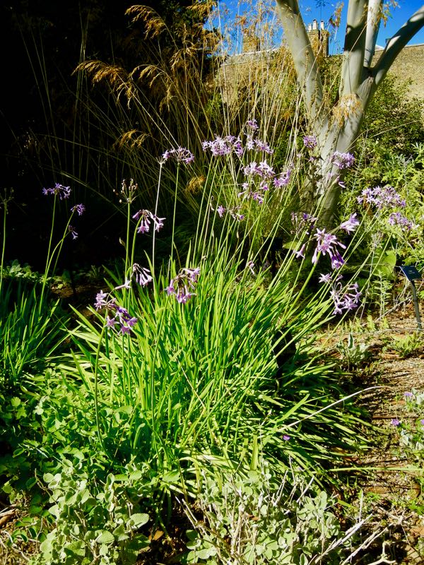Tulbaghia-violacea-5072 | Online Flower Garden Tulbaghia violacea