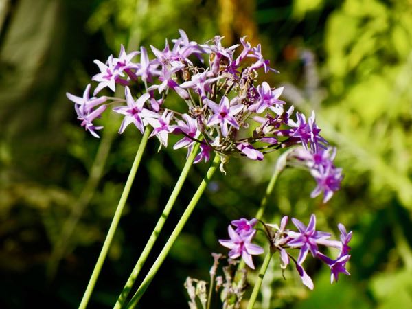 Tulbaghia-violacea-5073 | Online Flower Garden Tulbaghia violacea