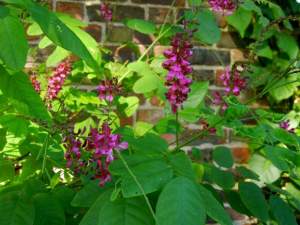 Indigofera hebepetala | Online Flower Garden