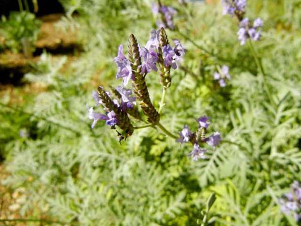 Lavandula buchii