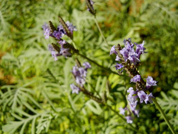 Lavandula buchii © onlineflowergarden.com