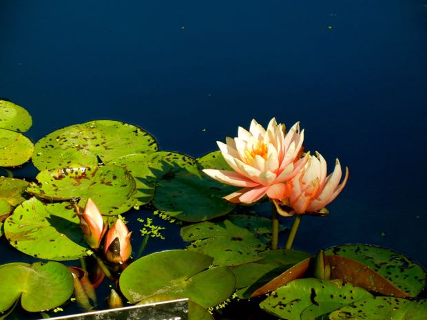 Nymphaea 'Patio Joe' © onlineflowergarden.com