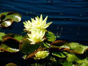 Nymphaea 'Betsy Sakata'
