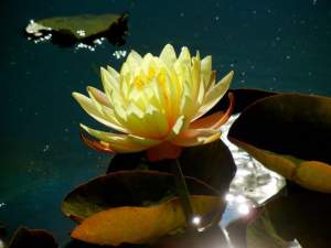 Nymphaea 'Mangkala Ubol' | Online Flower Garden