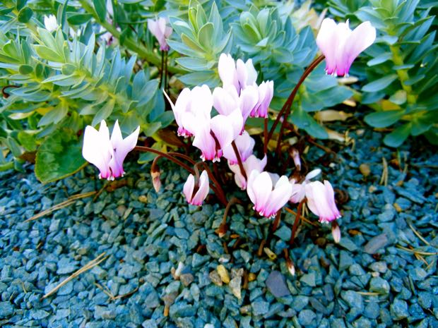 Cyclamen-africanum-5156 | Online Flower Garden Cyclamen africanum