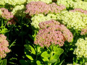 Hylotelephium spectabile | Online Flower Garden